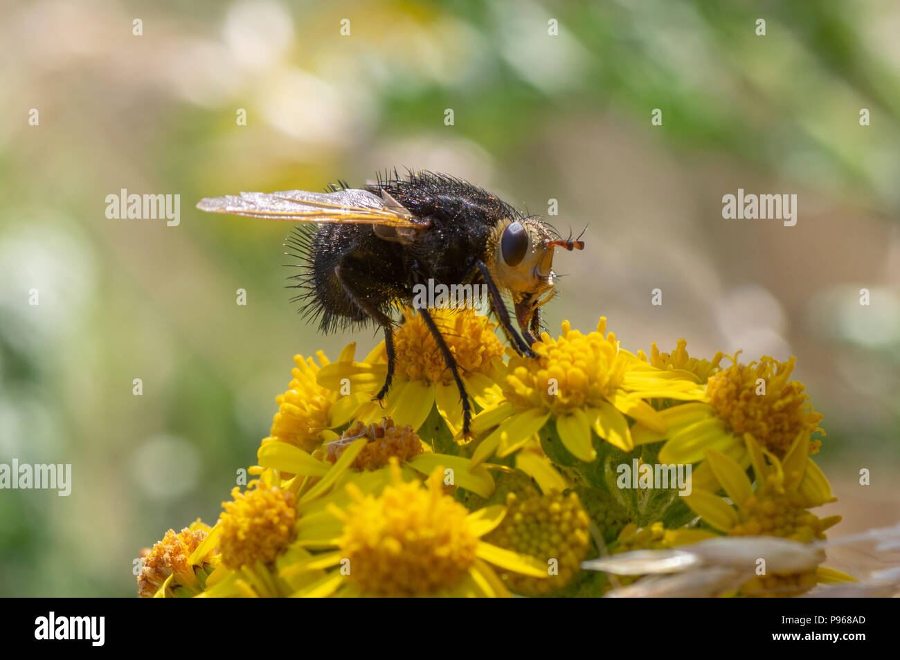 Volar nectaring Tachina grossa. El más grande de Europa, la familia tachinid Tachinidae, con el tórax y el abdomen peludo negro Foto de stock