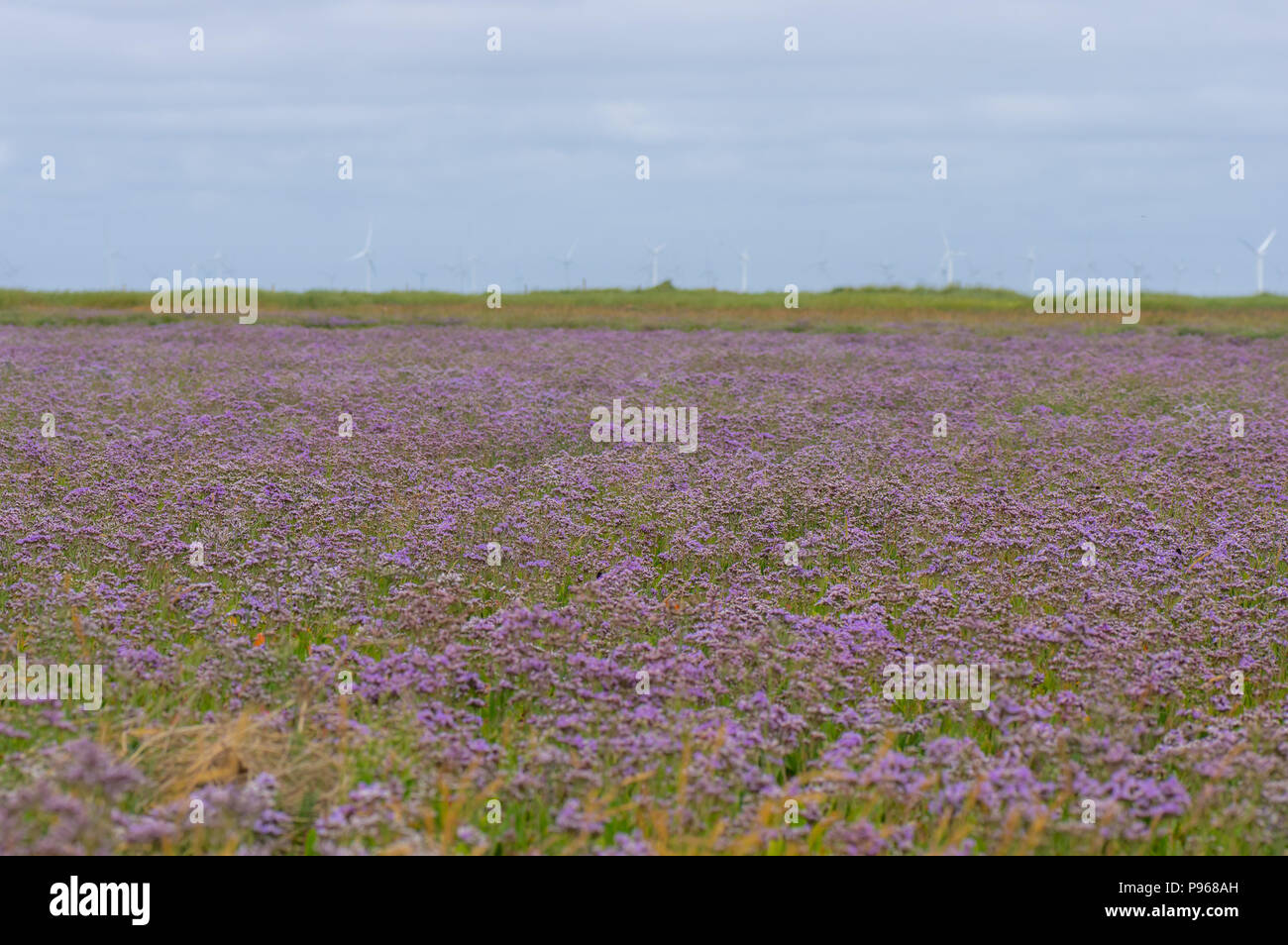 Mar común-lavanda (Limonium vulgare) en flor. Extensión de flores púrpura de planta en la familia, en Gibraltar Punto Pumbaginaceae en Lincolnshire, Reino Unido Foto de stock