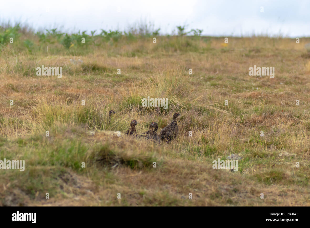 El urogallo rojo (Lagopus lagopus) en páramos. Covey de aves de caza camuflado en North Yorkshire Moors, Inglaterra, Reino Unido. Foto de stock
