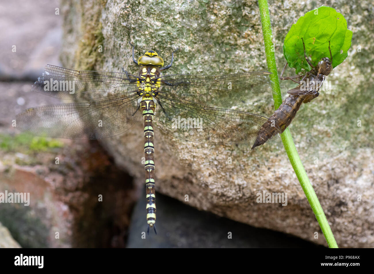 Sur (Aeshna cyanea hawker) dragonfly con exuvia. Hembra del insecto en el orden Odonata, familia Aeshnidae, junto a arrojar la piel larval Foto de stock