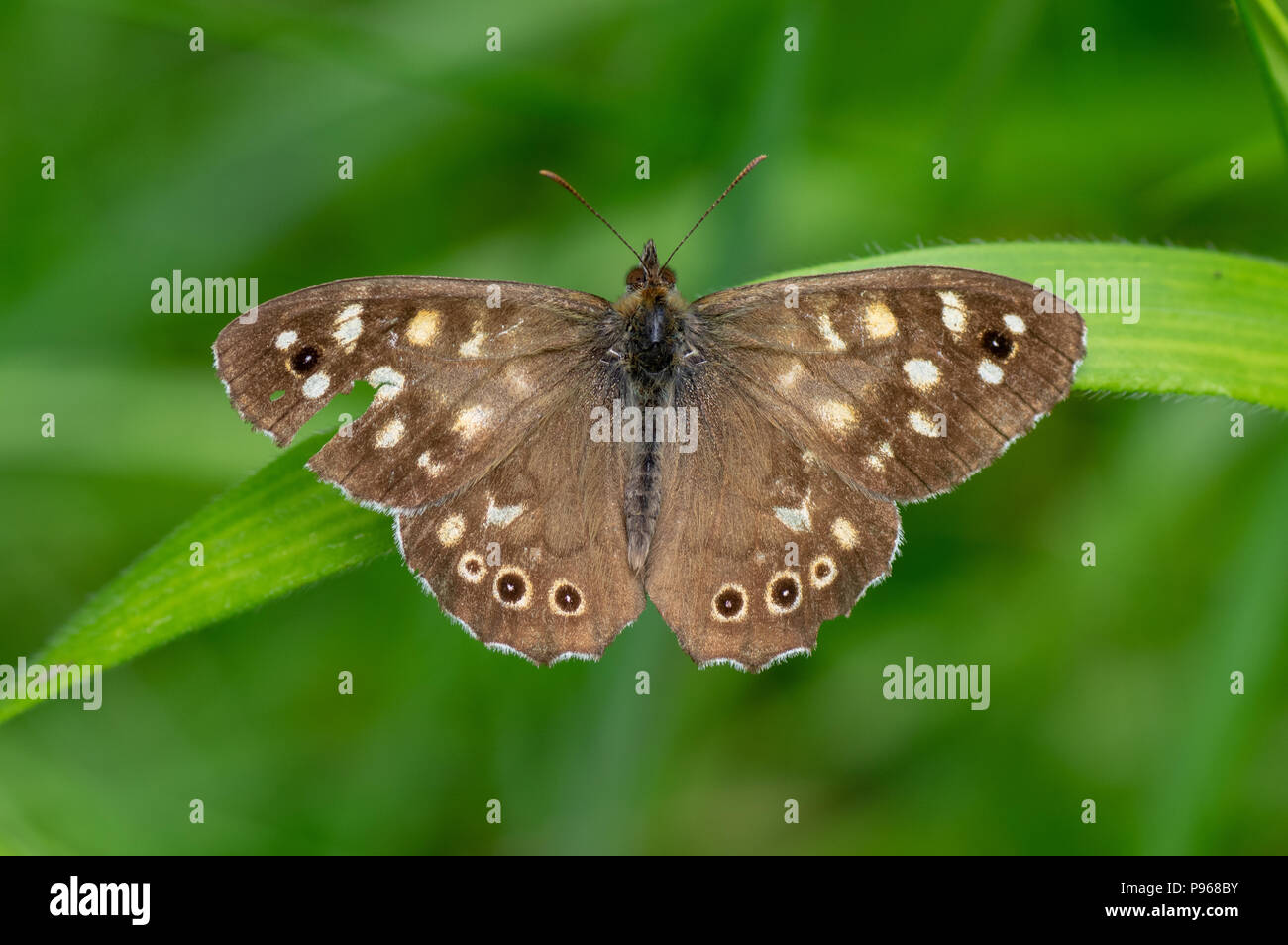 Madera (Pararge aegeria moteado) dorsal. Woodland butterfly en la familia Nymphalidae a descansar sobre la hierba, desde arriba con las alas abiertas Foto de stock