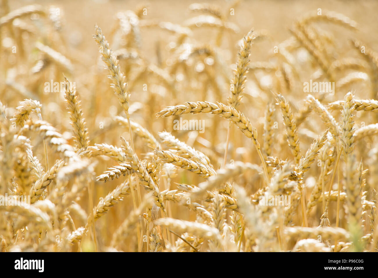 El Fondo Del Campo De Trigo Fotos e Imágenes de stock - Alamy