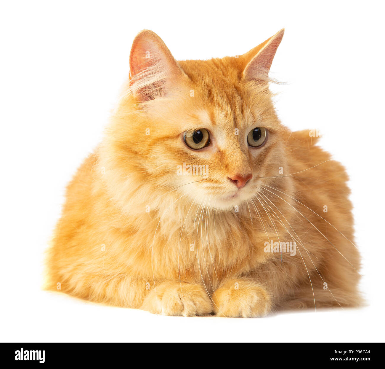 De pelo largo gato pelirrojo mirando con ojos de color naranja sobre un  fondo blanco Fotografía de stock - Alamy