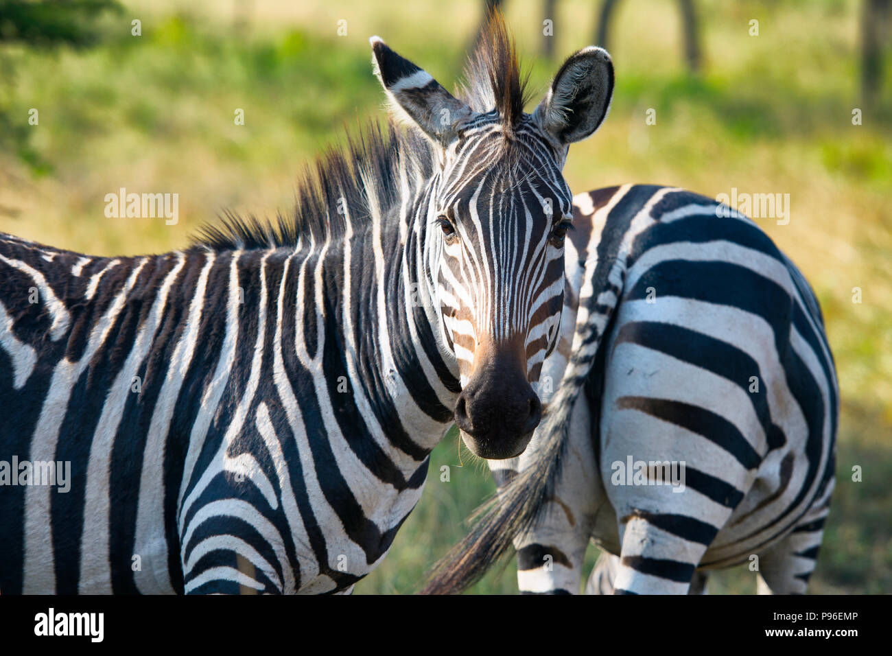 Zebra, cebras, Equus quagga, Dos, par Foto de stock