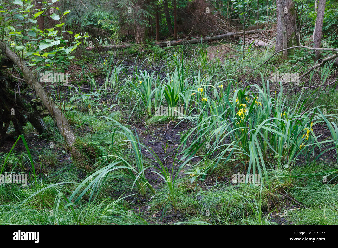 Floración seet bandera en primer plano y el bosque de coníferas en el fondo, el bosque de Bialowieza, Polonia, Europa Foto de stock