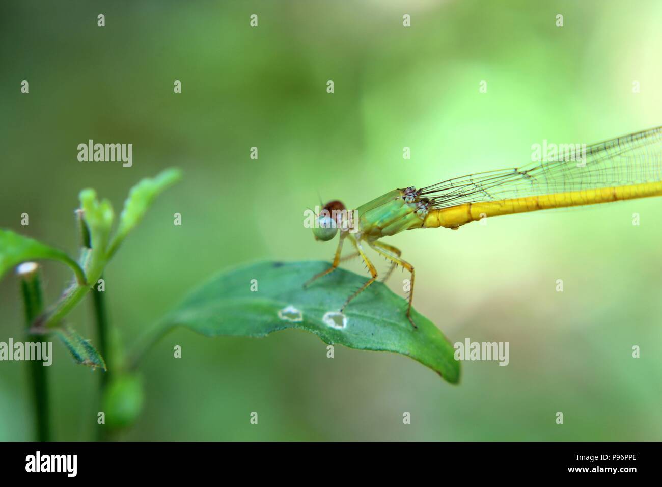 Cerrar - macro vista de una libélula -insectos voladores vistos en un verde / planta de hierba en el jardín de una casa en Sri Lanka Foto de stock