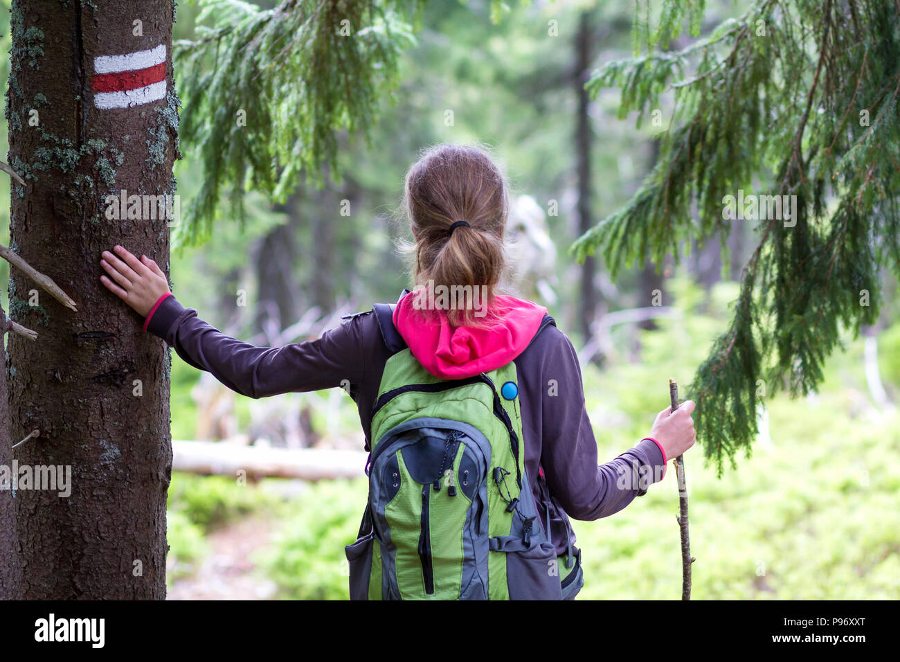 Vista posterior de slim excursionista turística chica con bastón y mochila  sosteniendo la mano en un tronco de pino con forma de signo en iluminadas  por el sol bosque de montaña. Turismo,
