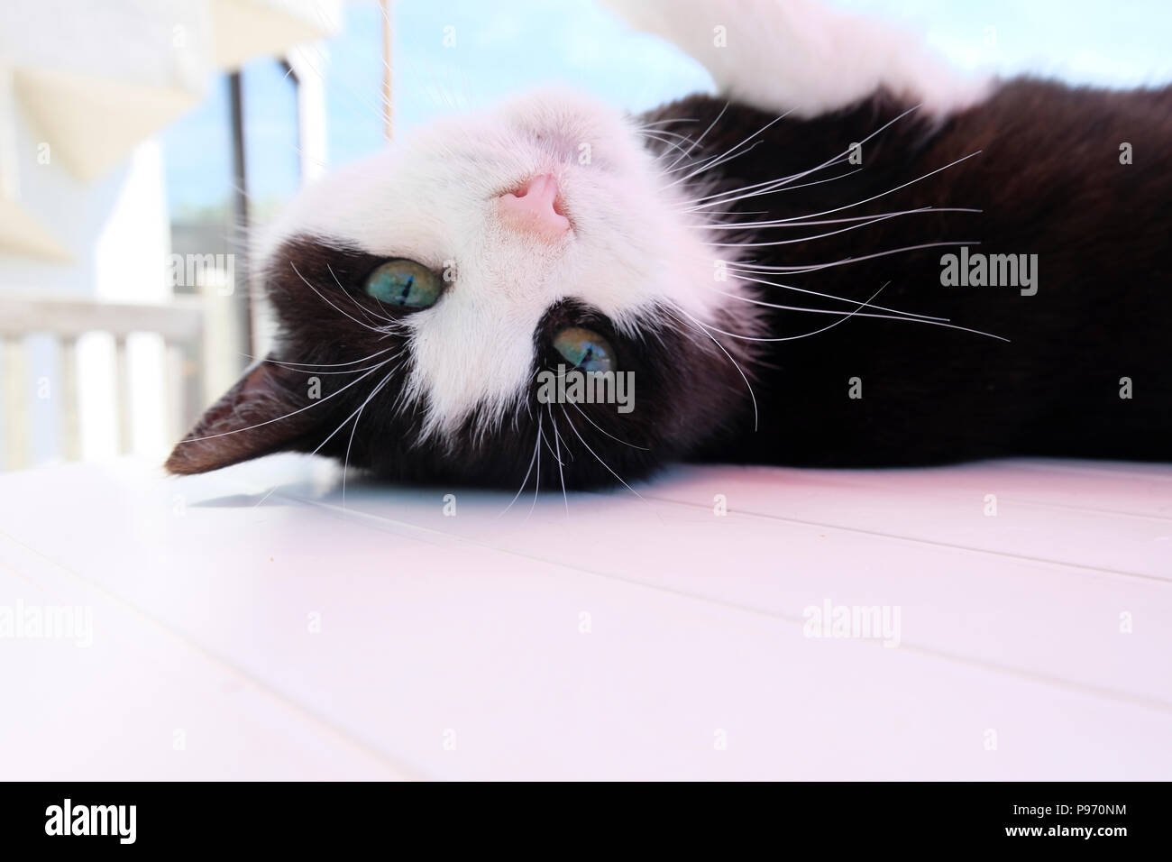 Gato Blanco y negro boca abajo sobre la mesa del patio haciendo contacto visual con la cámara Foto de stock