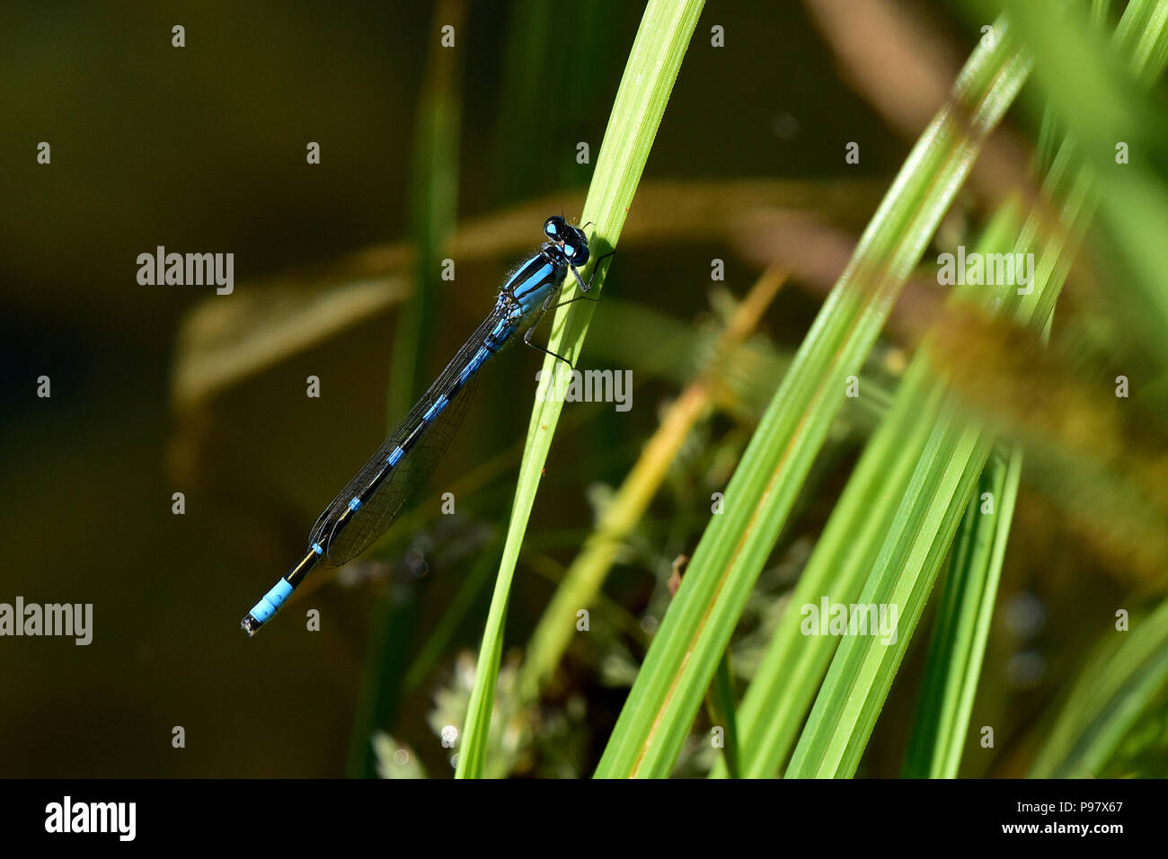 Familiar (Bluet Enallagma civile) damselflies son abundantes alrededor de Alaska's muchos lagos de agua dulce, como reflexiones, cerca de lago de Wasilla. Foto de stock