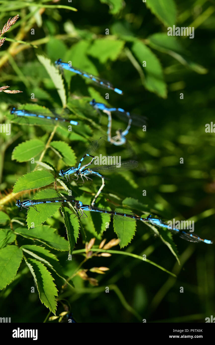 Familiar (Bluet Enallagma civile) damselflies son abundantes alrededor de Alaska's muchos lagos de agua dulce, como reflexiones, cerca de lago de Wasilla. Foto de stock