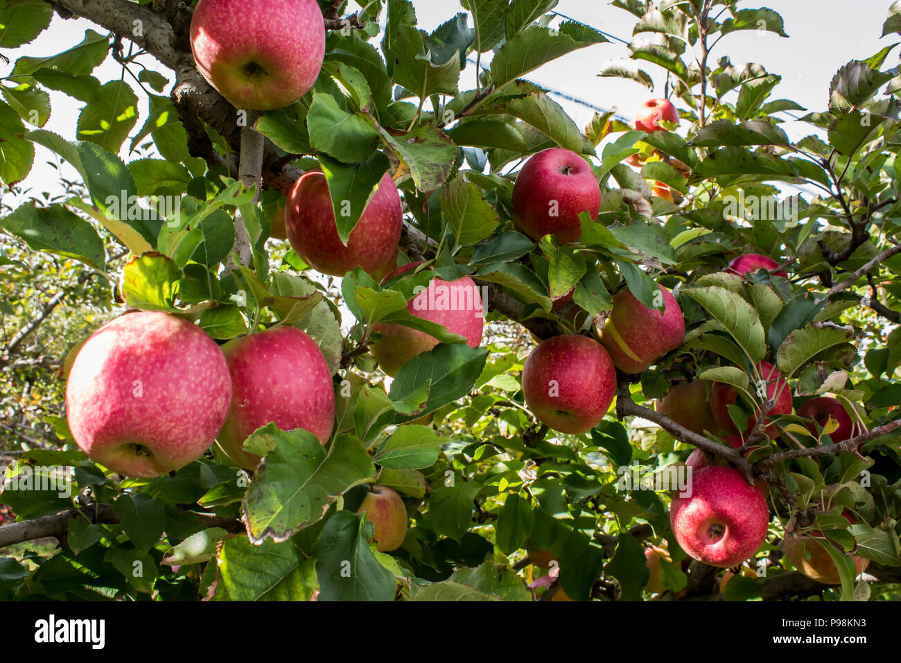 Apple tree de ruptura con la maduración de frutas rojas en la granja de Orchard Foto de stock