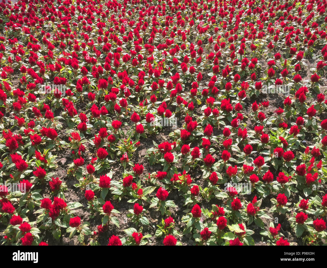 Muchas flores rojas sobre la cama de flor como fondo Fotografía de stock -  Alamy