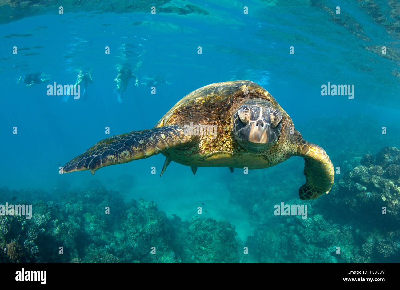 Encuentro de tortugas verdes en Black Rock, Ka'anapali, Maui, Hawaii. Foto de stock