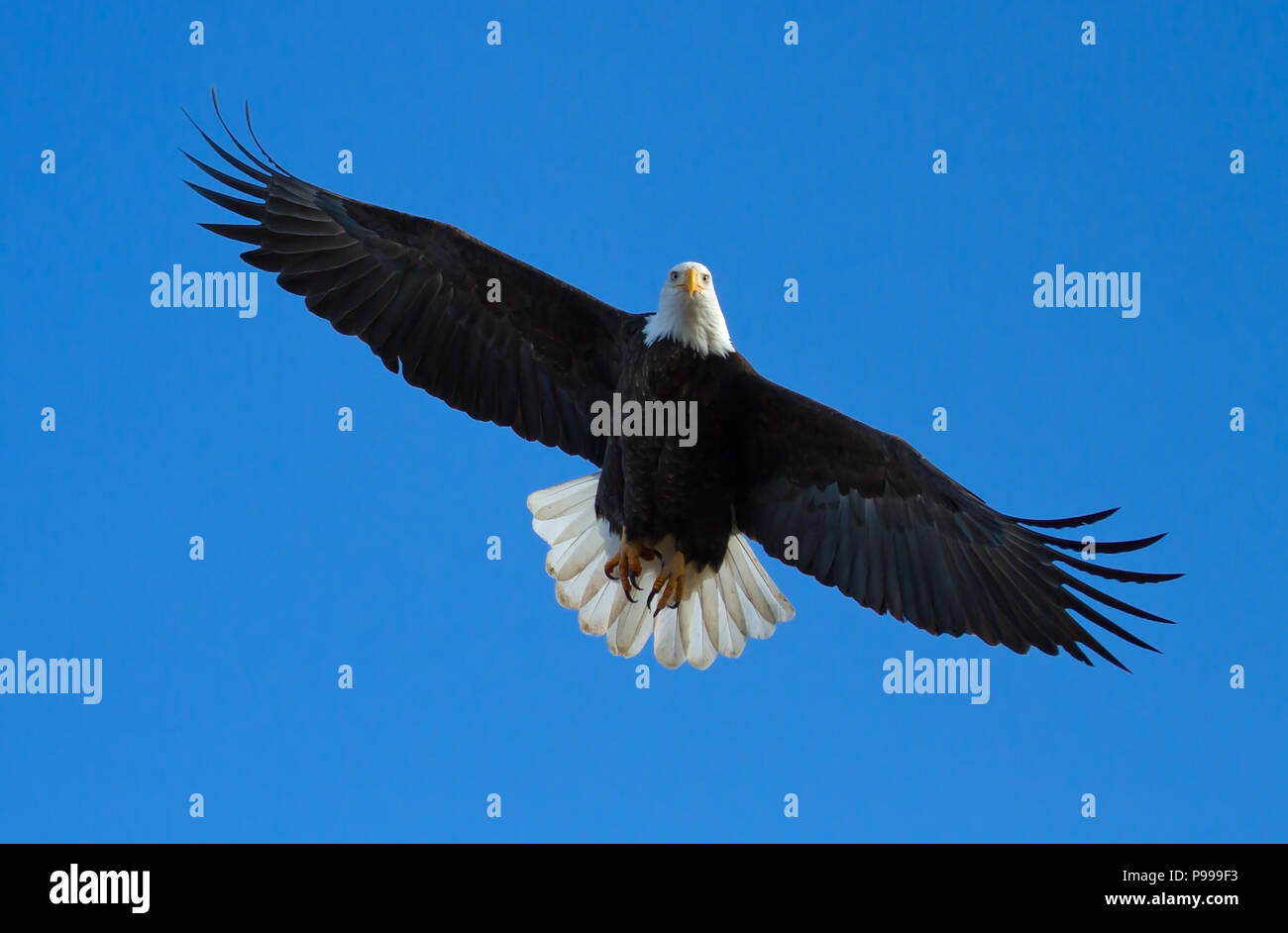 Un águila calva es volando con cola propagación. Tomada en la cuenca  Klamath Refugios de Vida Silvestre Fotografía de stock - Alamy
