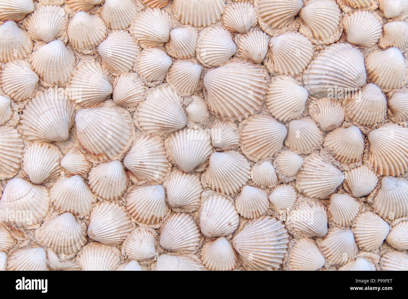 Cómo decorar con conchas de mar