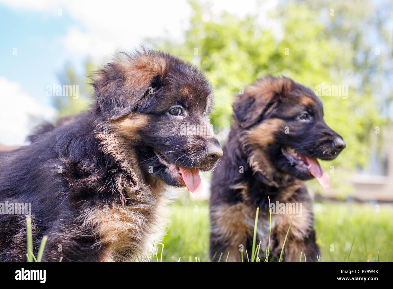 Dos cachorros de pastor alemán divirtiéndose en el césped Foto de stock