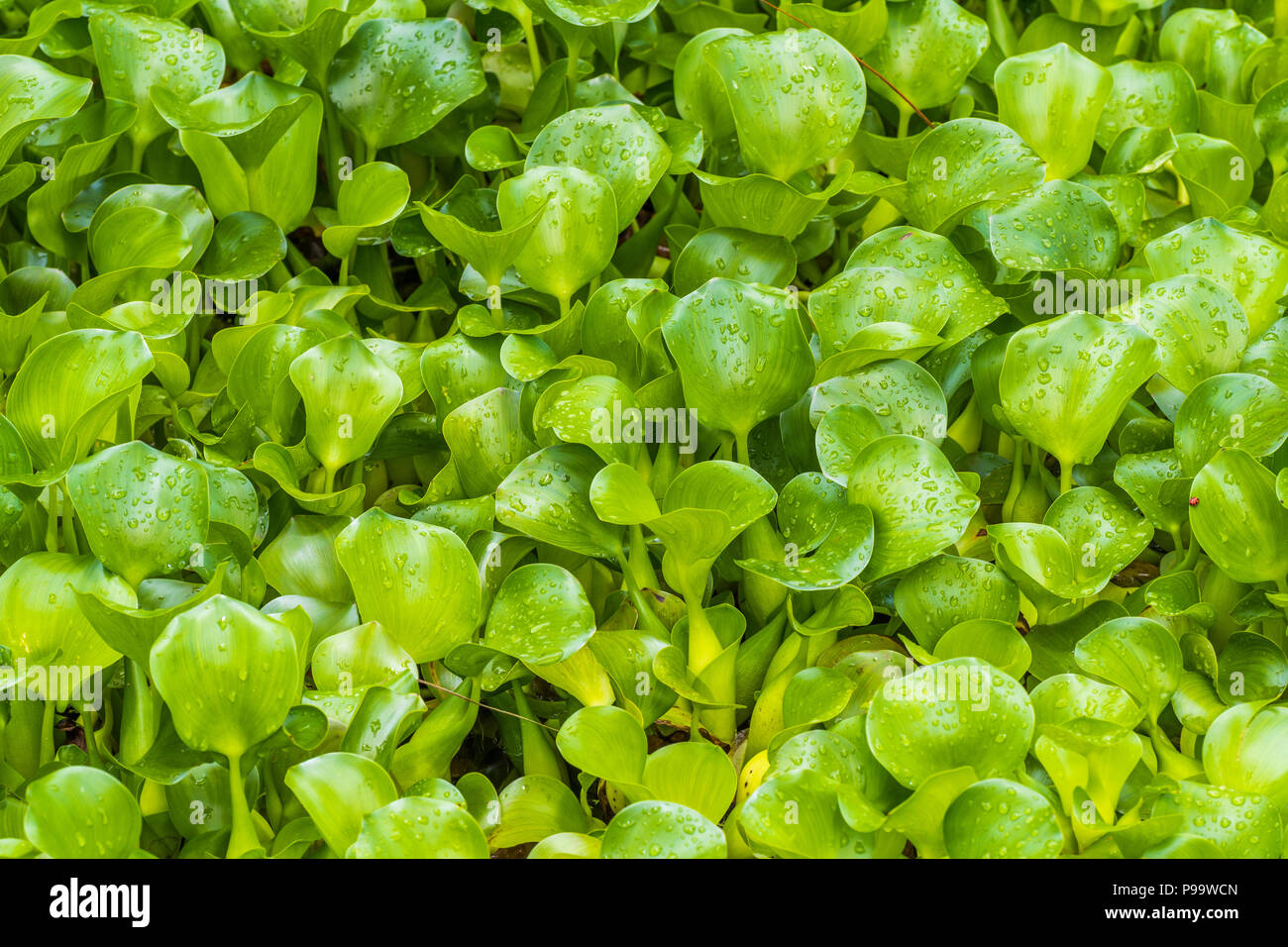 Plantas de agua Silvestre Jacinto común con gotas de lluvia, que crece en un estanque en Jamaica Foto de stock