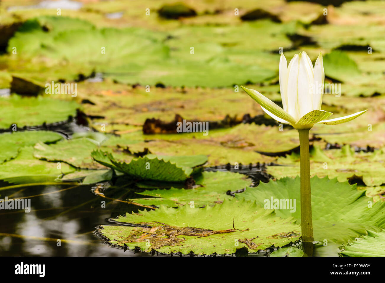 Solo nenúfar blanco que crece en un estanque en Montego Bay, Jamaica. Foto de stock