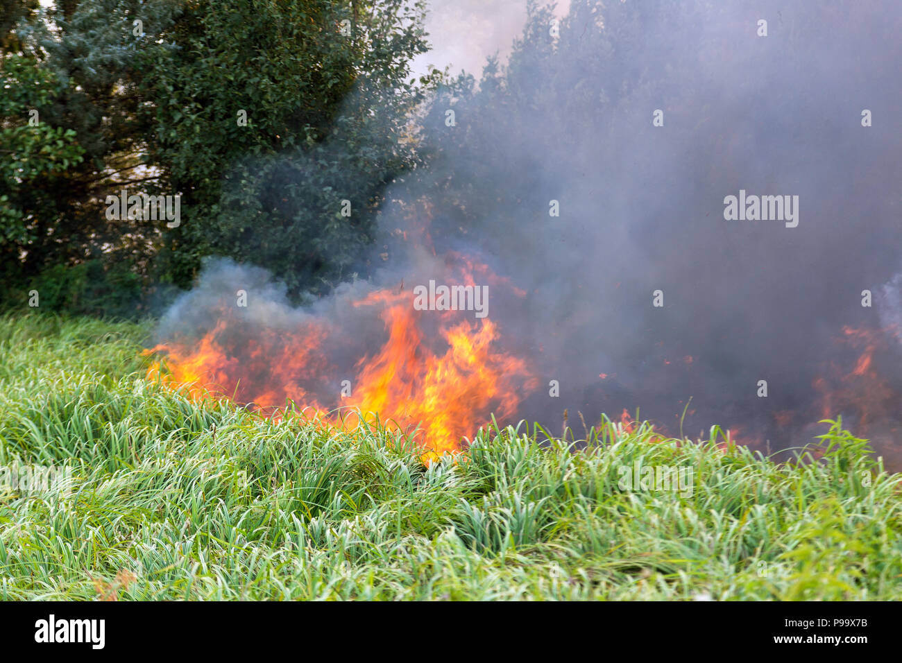Incendios forestales. Quema de campo de hierba seca y los árboles. Humo