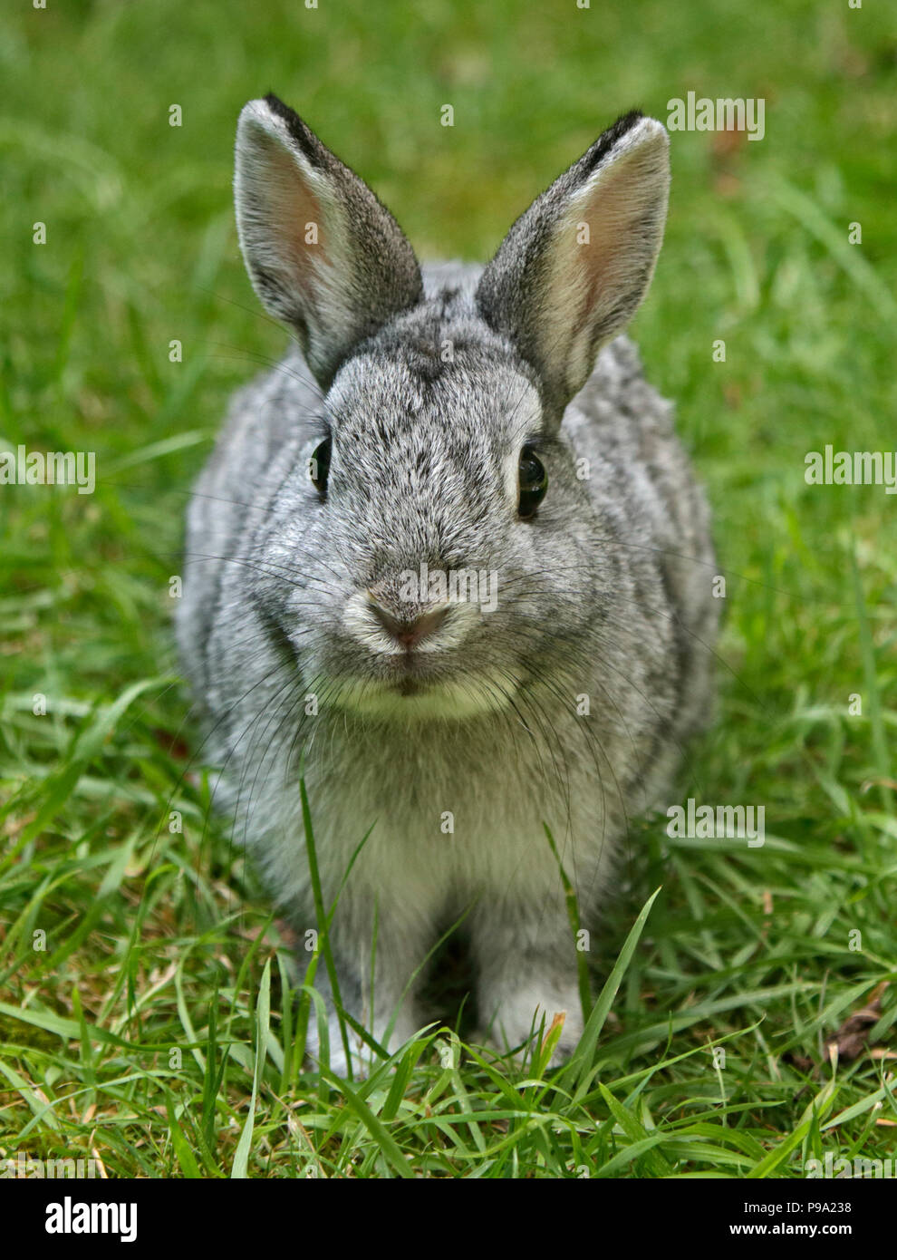 Netherland Dwarf Rabbit Doe Kit Color Chinchilla - 13 semanas. Foto de stock