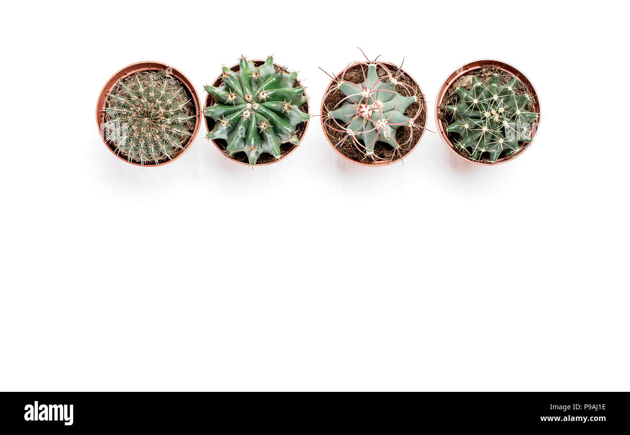 Cuatro macetas con cactus pararse en una fila sobre un fondo de madera blanca Foto de stock