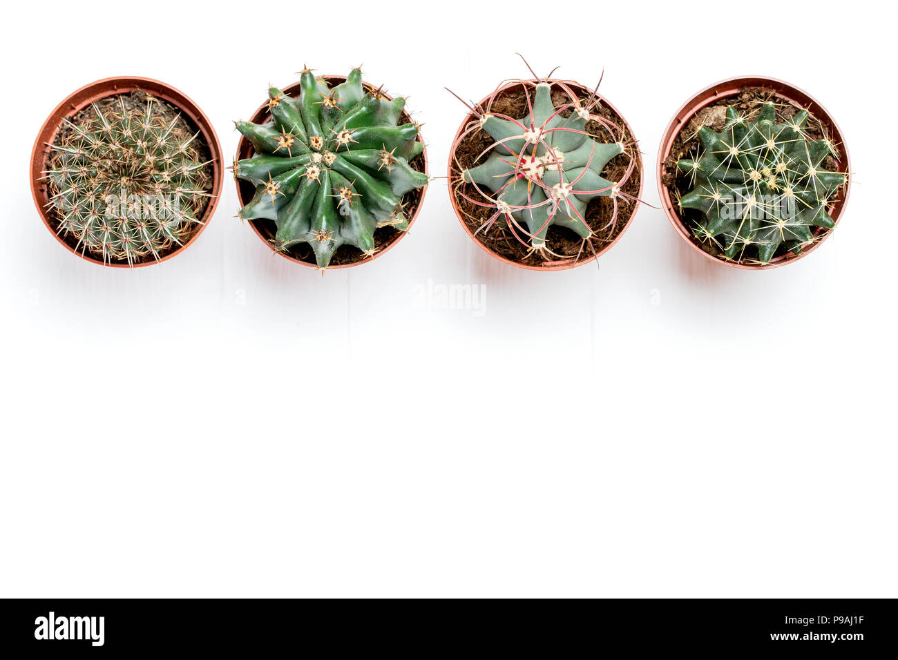 Cuatro macetas con cactus pararse en una fila sobre un fondo de madera blanca Foto de stock