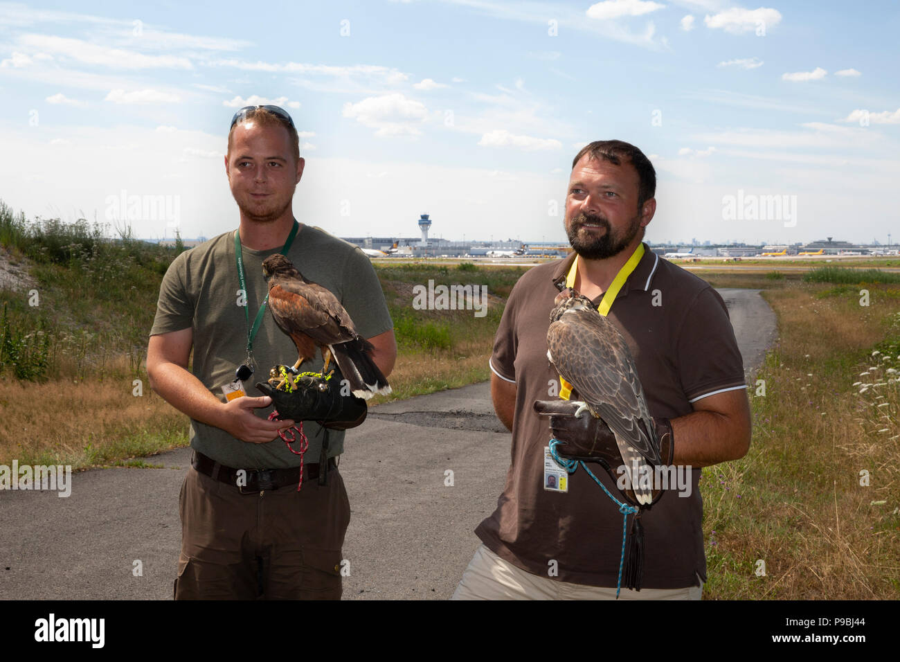 Marc Frangenberg Marco Wahl und mit Wüstenbussard und Sakir Falke  Fotografía de stock - Alamy