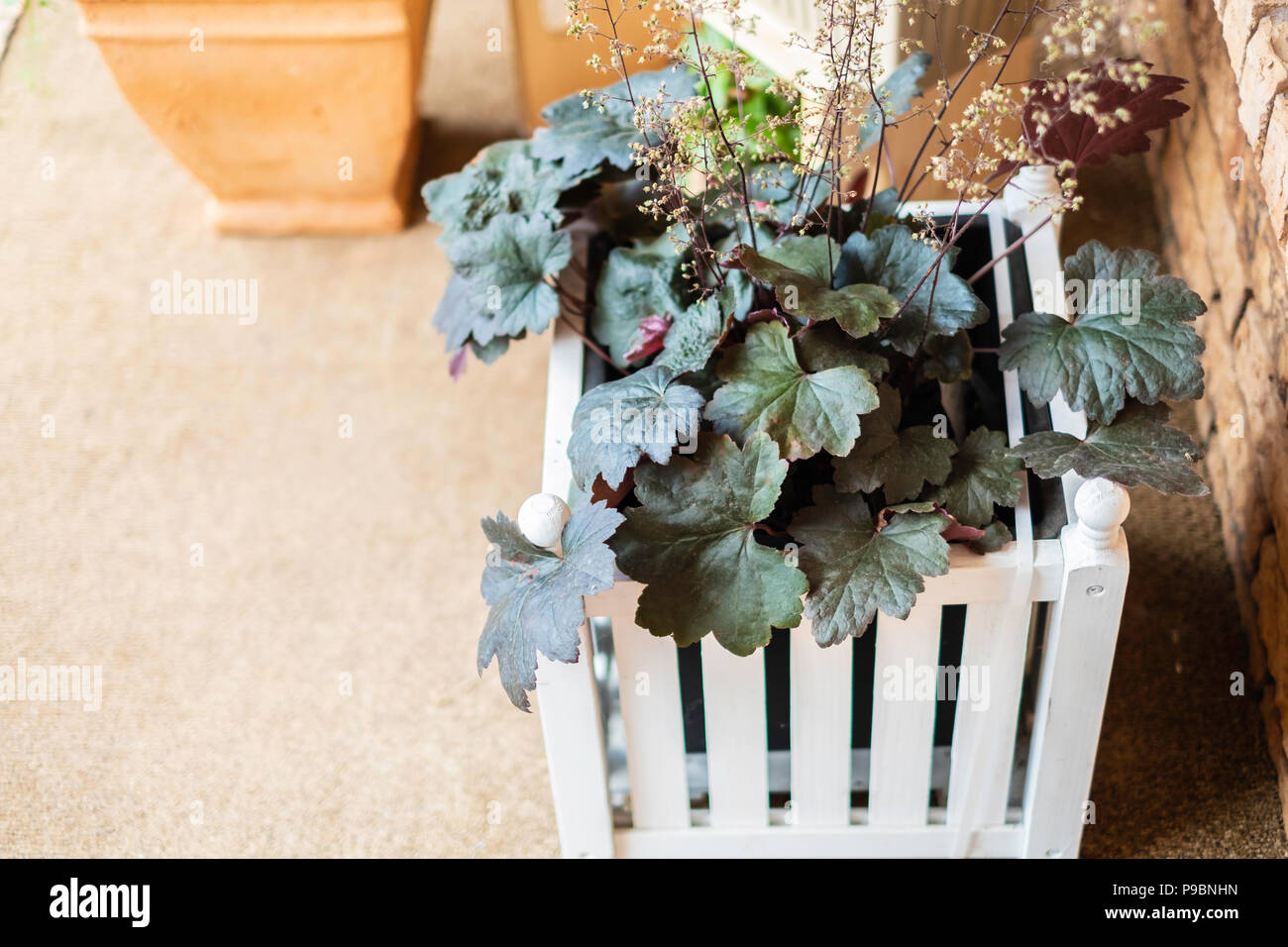 Coral Bell, Heuchera plantas híbridas, con las flores marchitas, en una sembradora de tablas de madera blanca box sentado en un porche delantero. Foto de stock