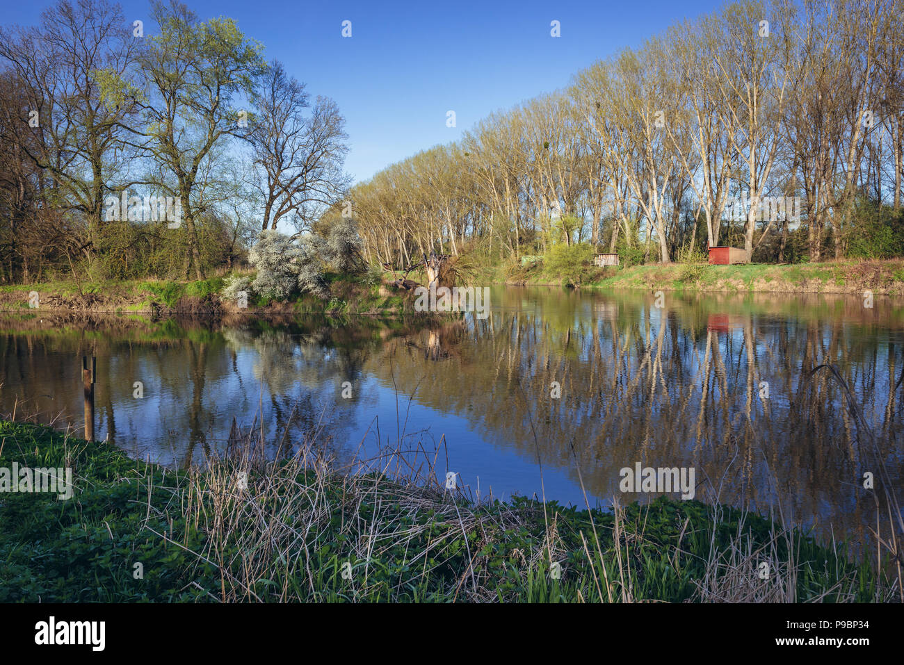 Tripoint de Austria, la República Checa y Eslovaquia en el río Morava y Thaya, ver wrom banco austríaco Foto de stock