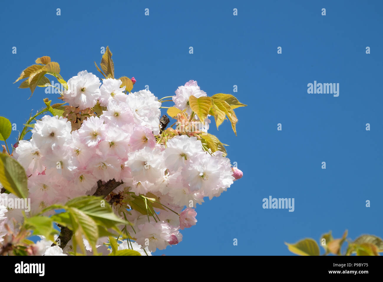 Una rosa floreciente del cerezo contra una brillante azul cielo soleado. Permite copiar el espacio Foto de stock