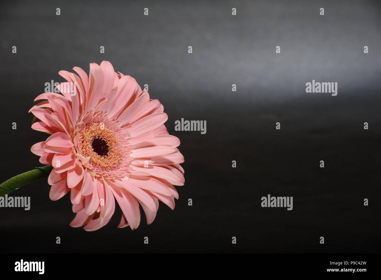 Bonita flor de color fotografías e imágenes de alta resolución - Página 5 - Alamy Bonita flor de color fotografías e imágenes de alta resolución - Página 5 - Alamy