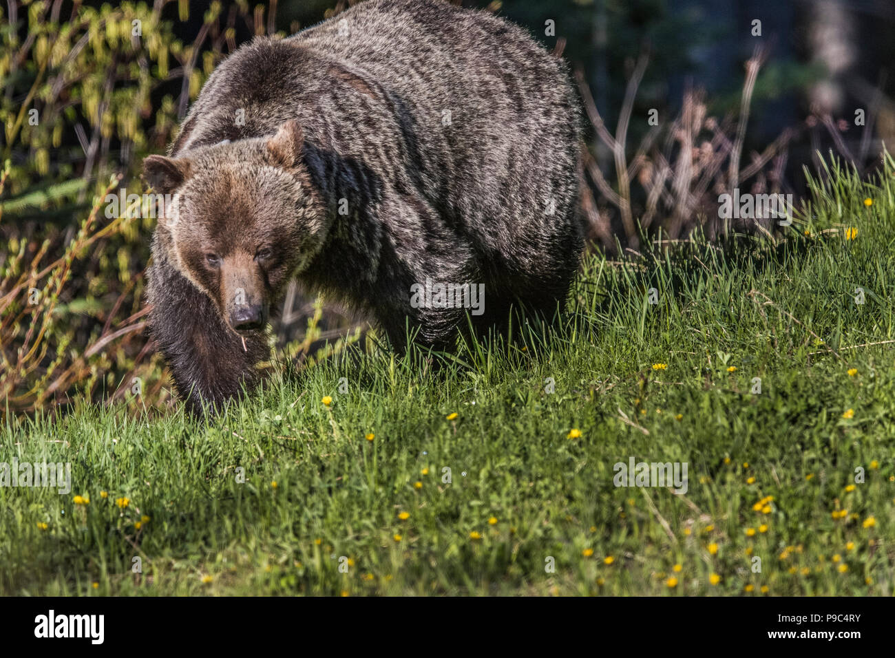 Hembra de oso grizzly (Ursus arctos horribilis) en la cabeza, a nivel de los ojos, tiro de mujeres grizzly, mirando a la cámara, en el campo de diente de león. Foto de stock