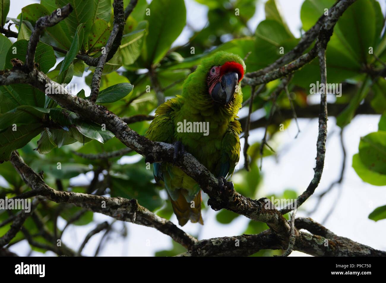 Lapa Verde (Buffon's macaw) sentada sobre la rama de un árbol tropical. Foto de stock
