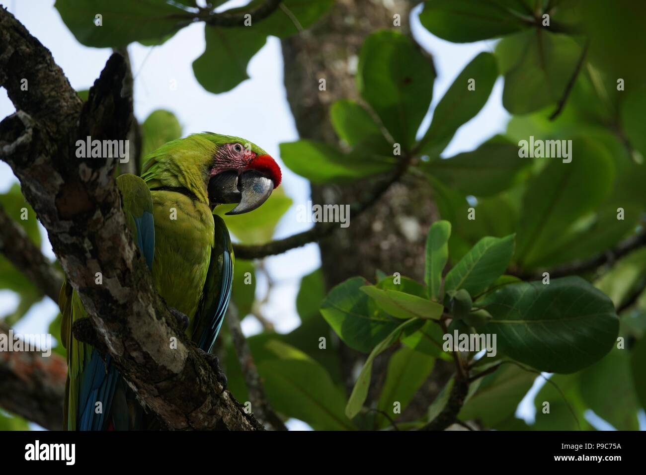 Lapa Verde (Buffon's macaw) sentada sobre la rama de un árbol tropical - vista desde la parte inferior Foto de stock