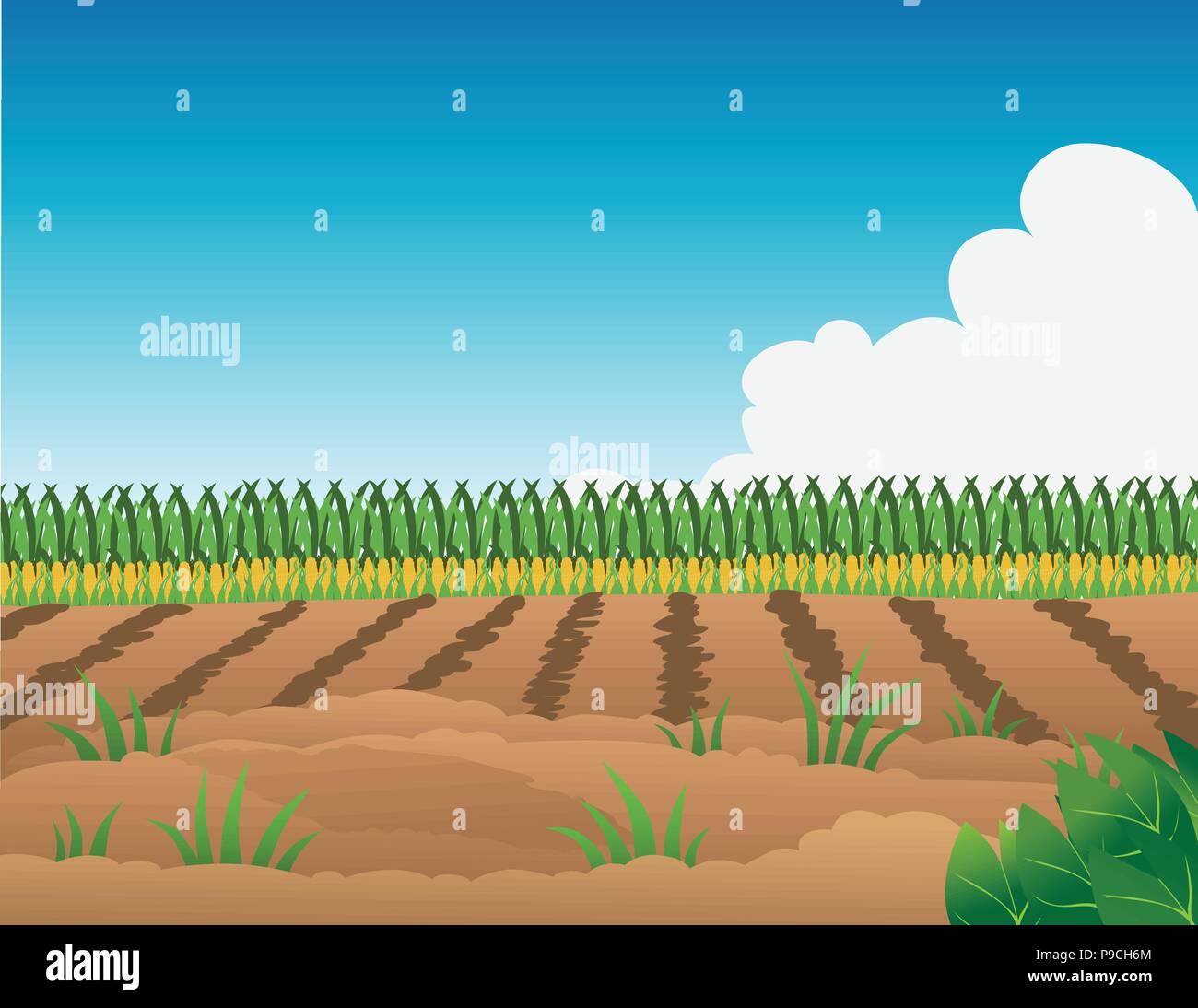 Ilustración vectorial de dibujos animados de un cultivo de maíz de campo  Imagen Vector de stock - Alamy