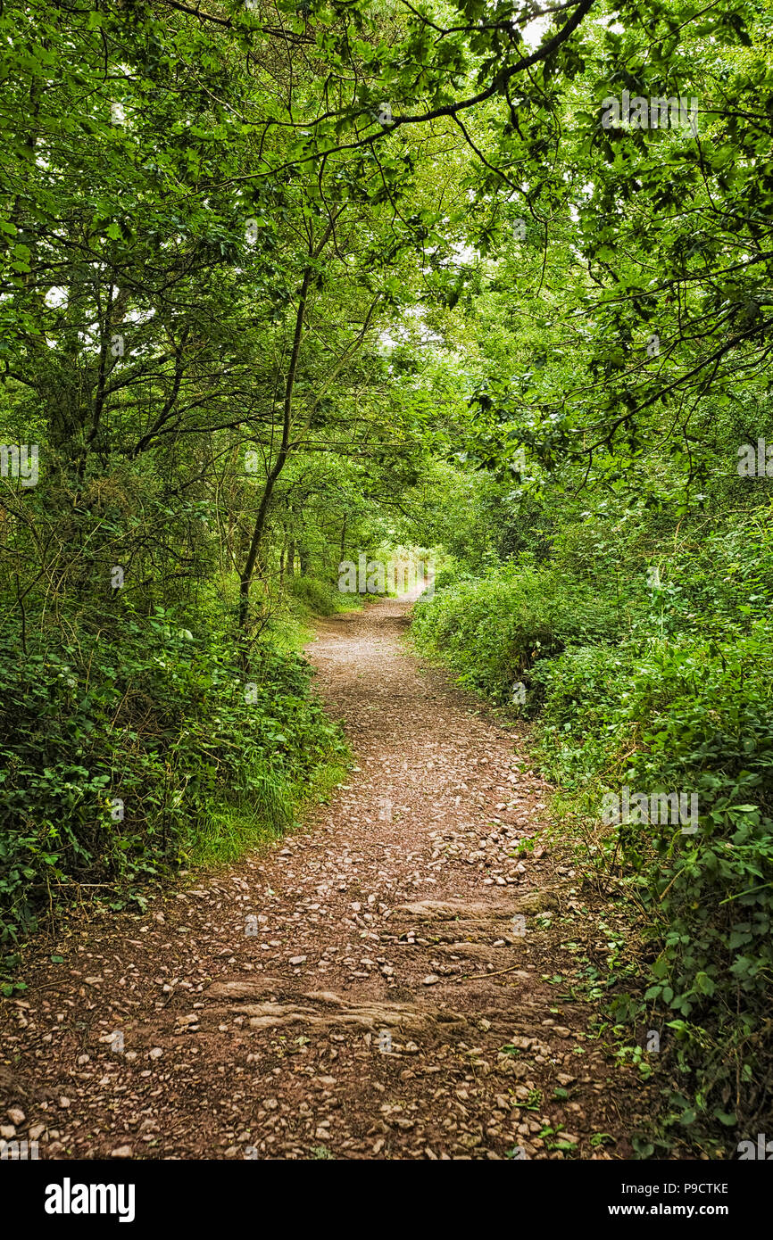 Woodland camino a través del bosque encantado en el bosque de Broceliande, Ille et Vilaine, Bretaña, Francia, Europa Foto de stock