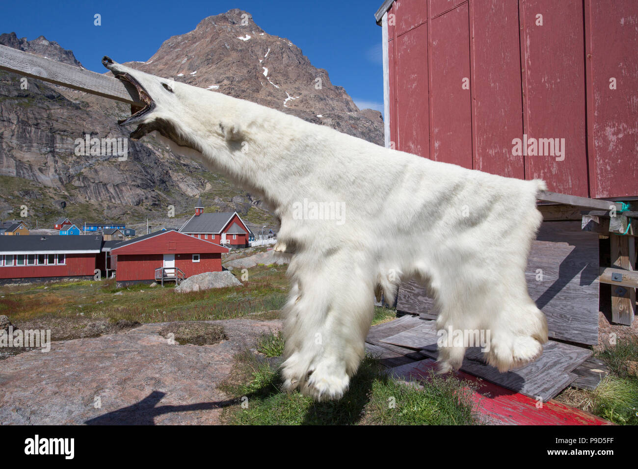 Oso Polar ocultar el secado en Aappilattoq, Groenlandia Foto de stock
