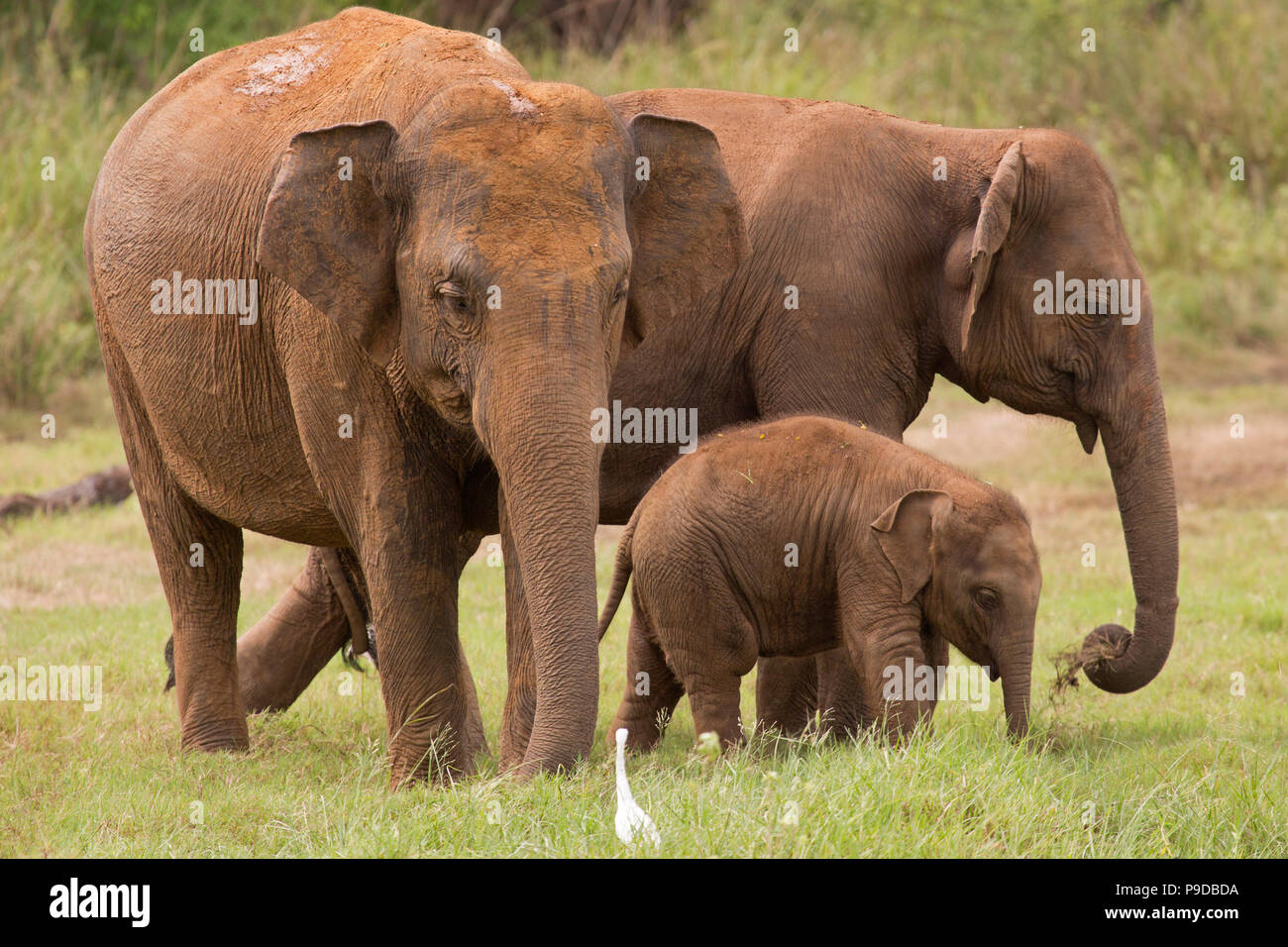 Los elefantes en el Parque Nacional de Minneriya comer en Sri Lanka. Foto de stock