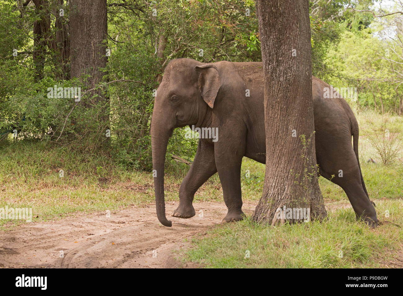 Un elefante caminando detrás de un árbol en el Parque Nacional de Minneriya en Sri Lanka. Los elefantes (Elephas maximus) son renombrados para congregarse alrededor de la reserv Foto de stock