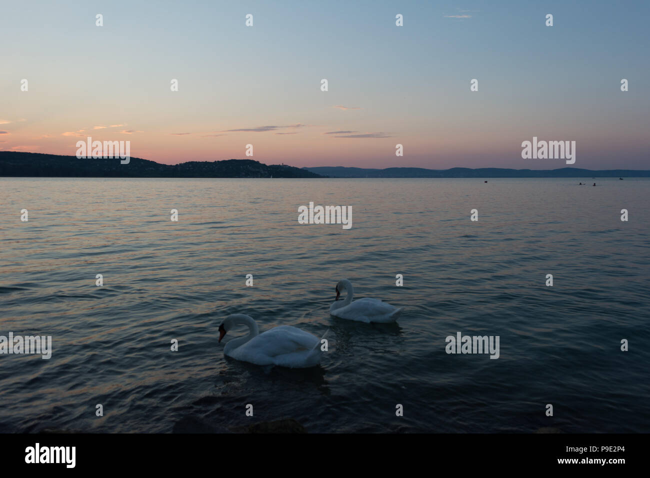 El lago de los cisnes con cisnes blancos en un clima soleado, Balaton, Hungría Foto de stock