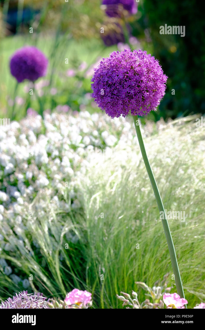 Una cabeza floral Allium en el jardín Foto de stock