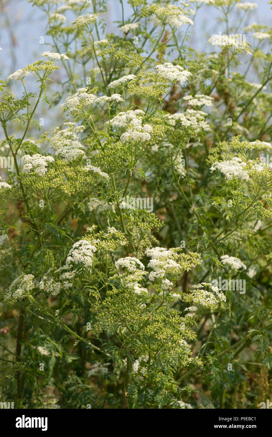 Gran florecimiento, cicuta Conium maculatum, las plantas empiezan a ir a la semilla, Devon
