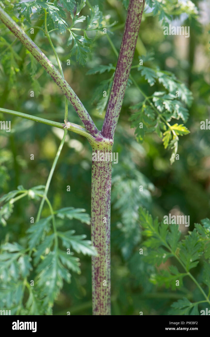 Tallos moteados púrpura característico de la cicuta, Conium maculatum, huecas y venenosas, Devon, Julio Foto de stock