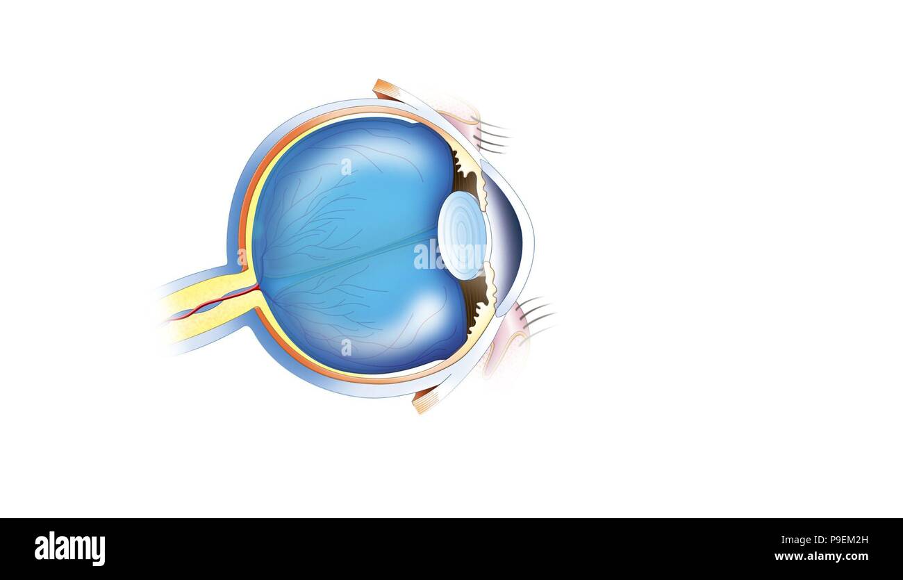 Avoir Images El Humor Vitreo Foto Imagen De Stock 212379401 Alamy actualisé par