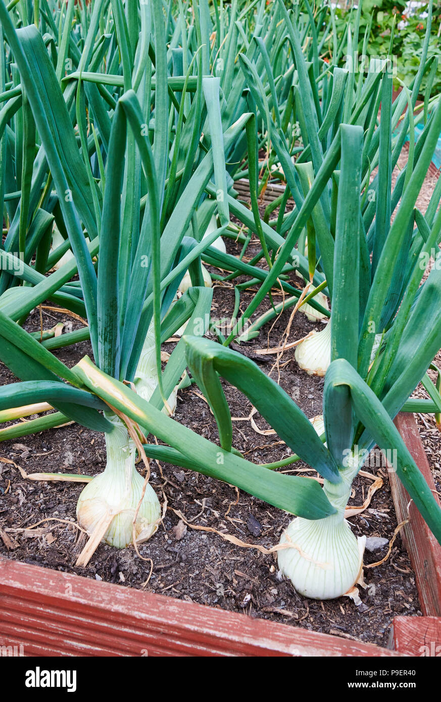 Un tipo de cebolla española, Ailsa Craig (Allium cepa "Ailsa Craig") se cultiva a partir de semillas y produce grandes cebollas que almacene y mantenga bien. Foto de stock