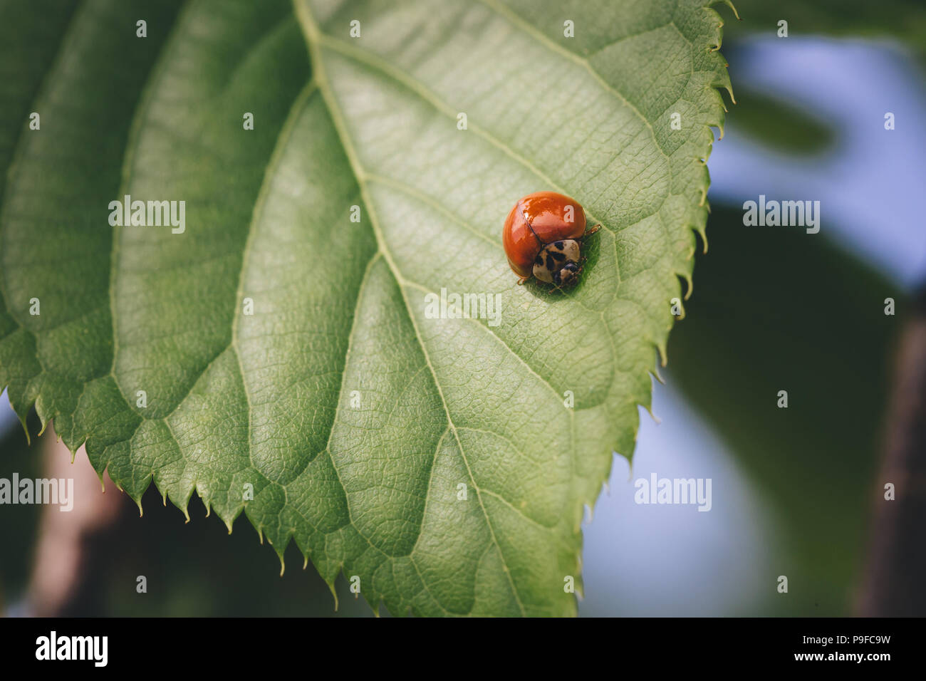 Ladybug rojo sobre verde hoja de frambuesa. Foto de stock