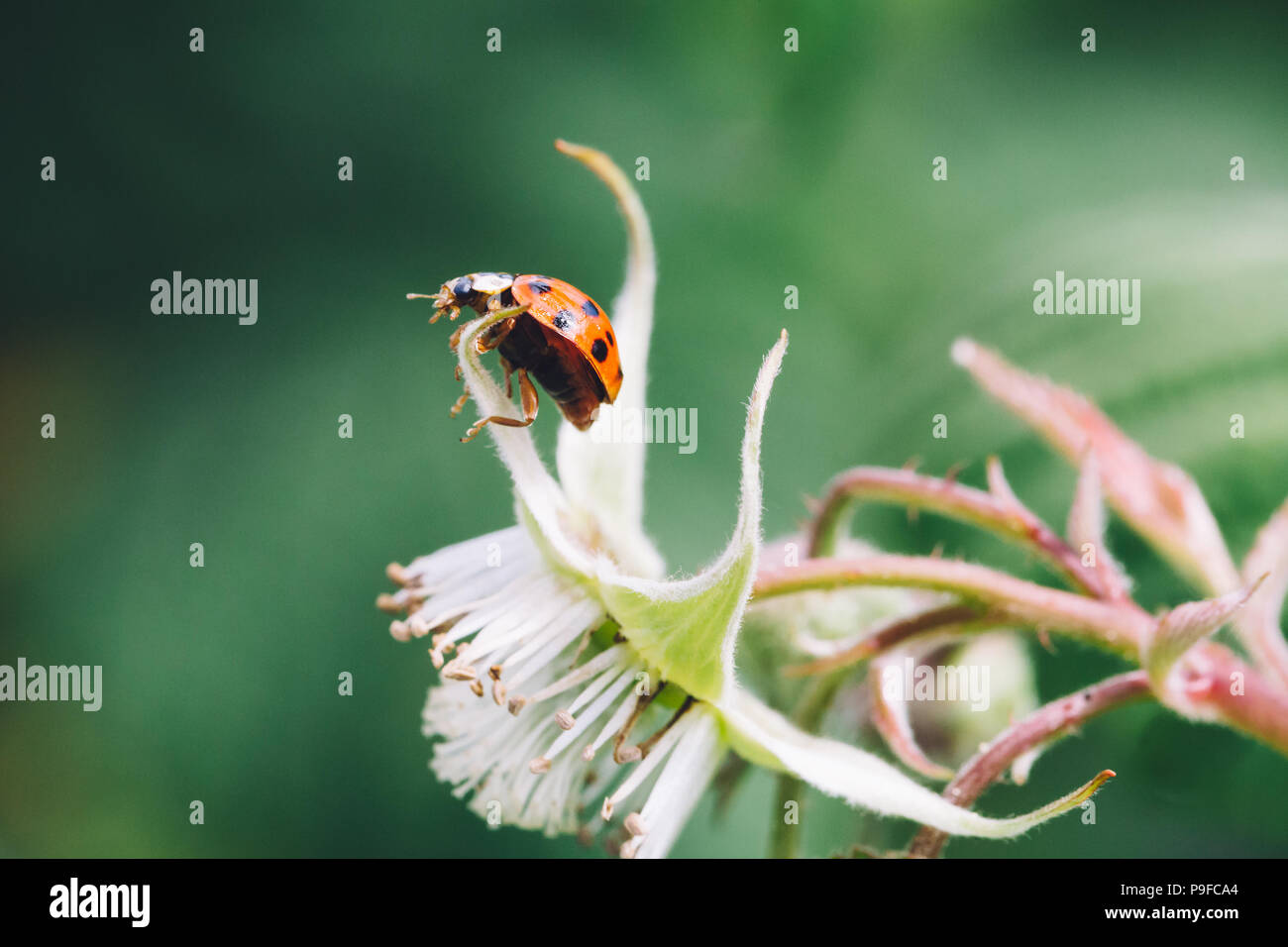 Mariquita roja sobre una flor de frambuesa. Foto de stock