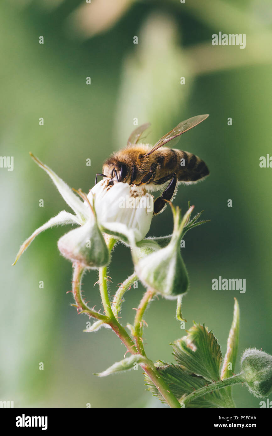 Cerca de una abeja polinizando flores de frambuesa. Foto de stock