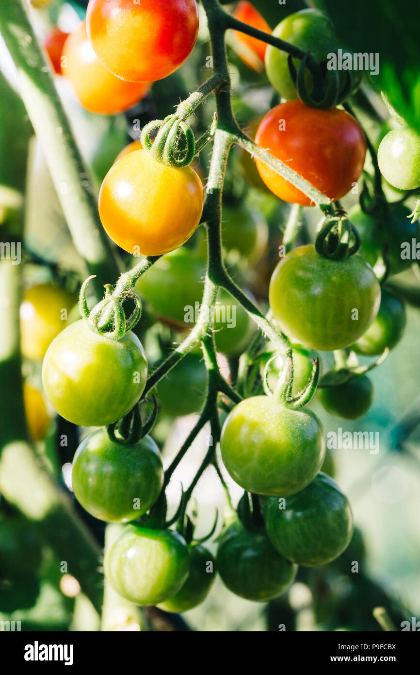 Cerca de rojo, naranja y verde tomates cherry en una planta de tomate. Foto de stock