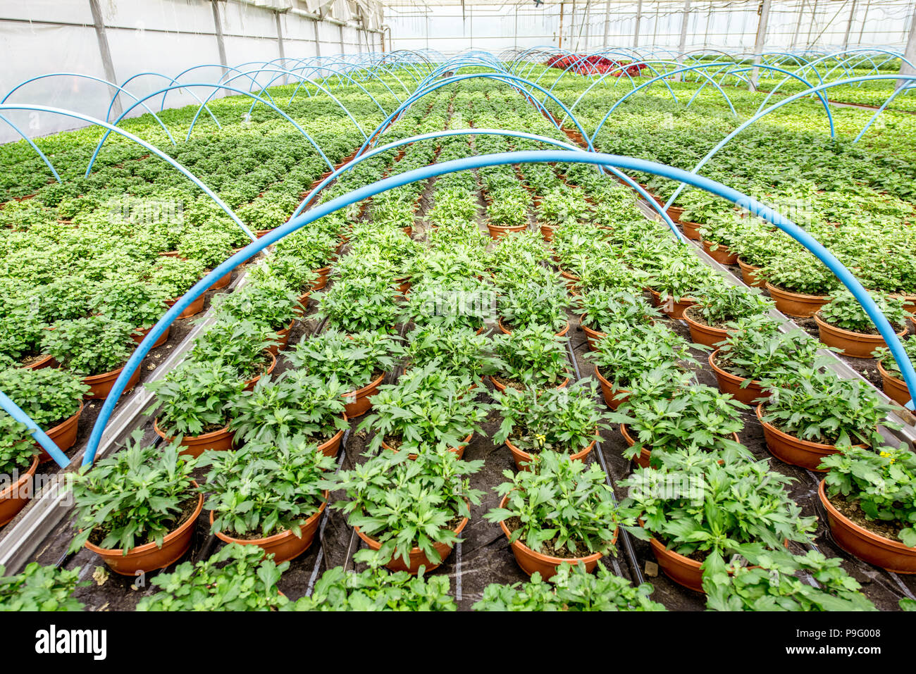 Las plantas verdes que crecen en el invernadero Foto de stock